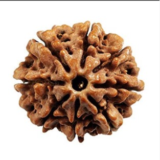 8 Mukhi Rudraksha 2